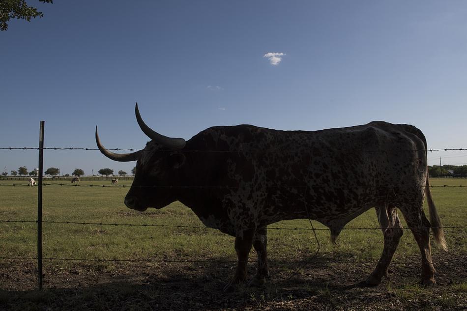 Steer Agriculture Cattle