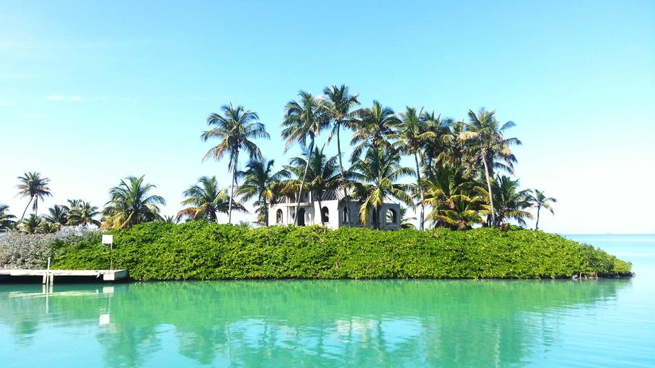 Island Tropical Palm