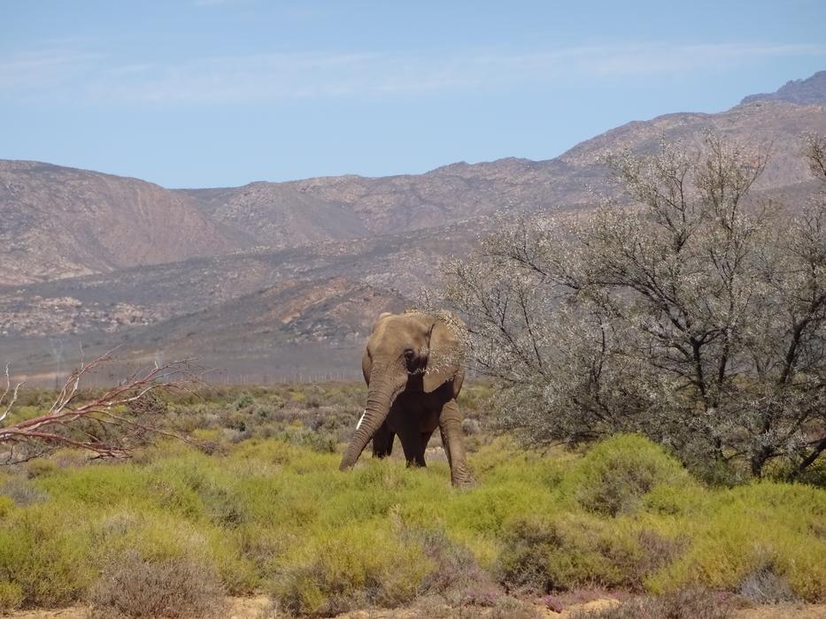 huge elephant in the field