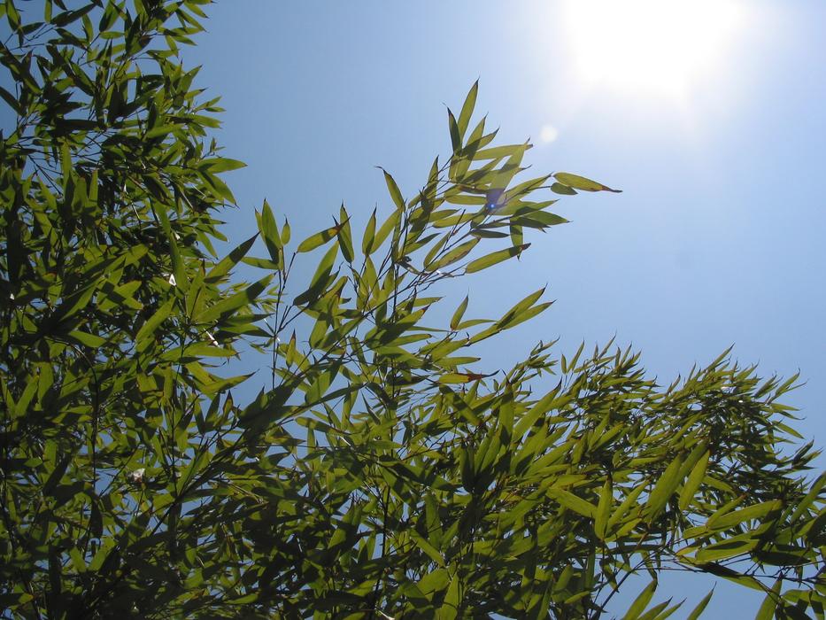 tree in foliage illuminated by the sun