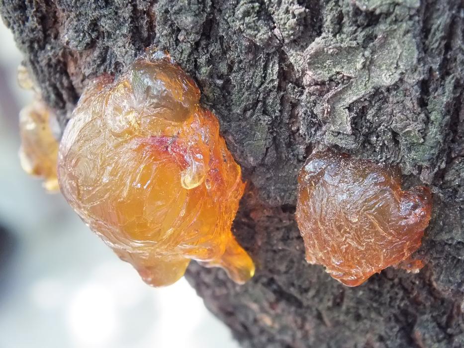 Resin dried on a tree