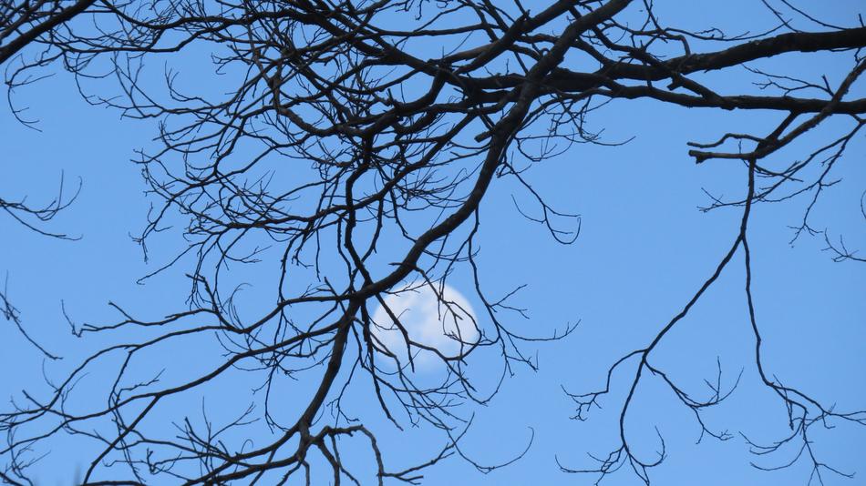 Dusk Moon Tree branches