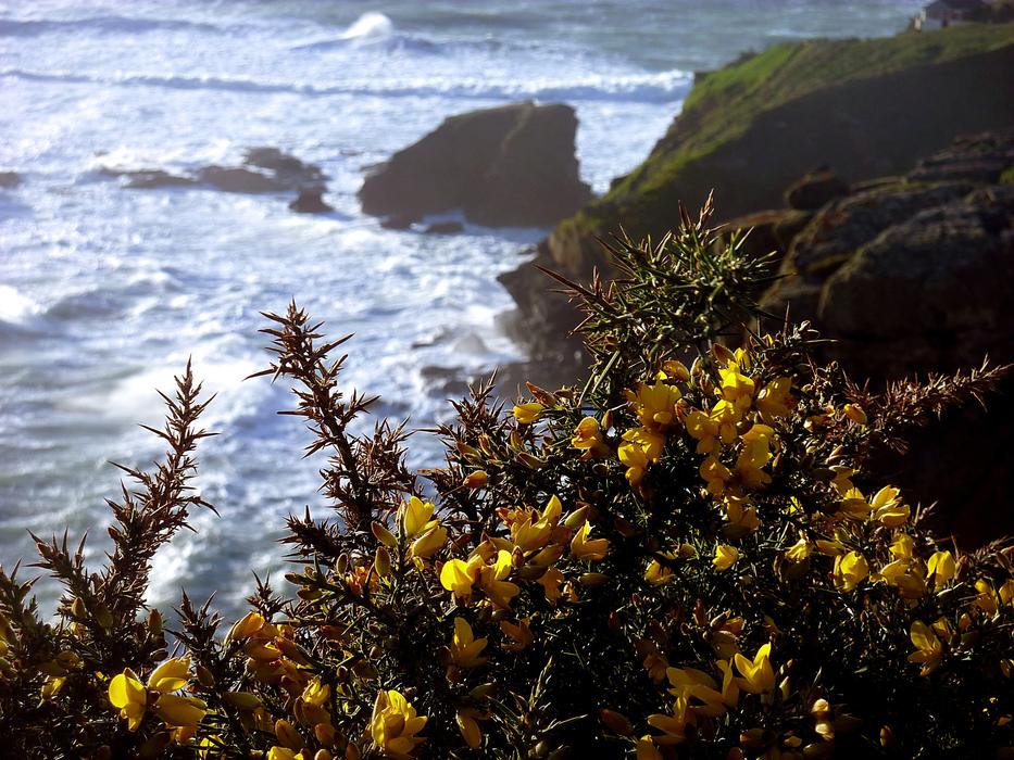 Broom Coast Cliff