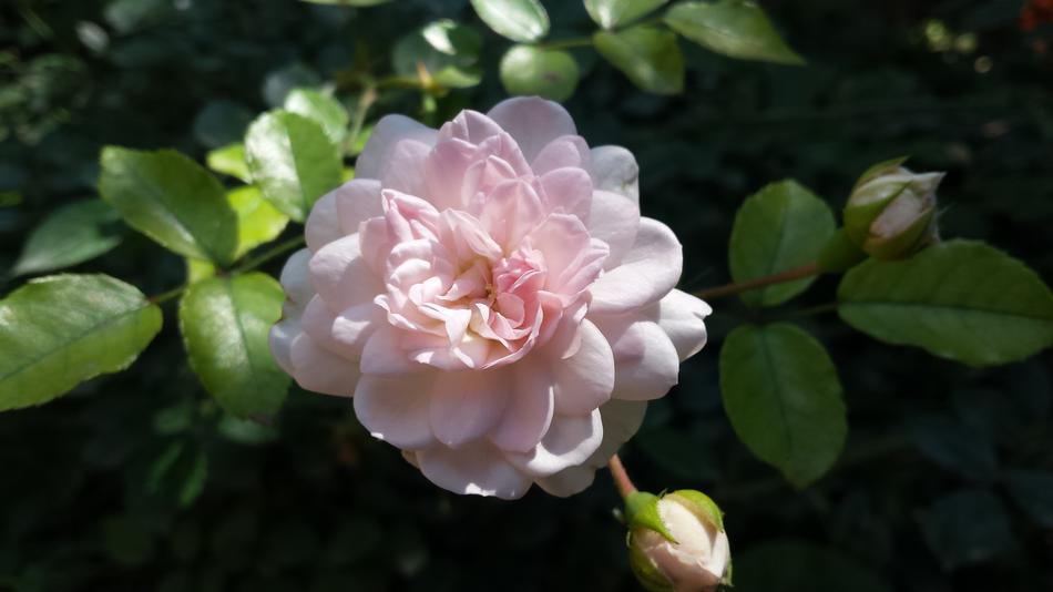 Queen Of Flowers Rose