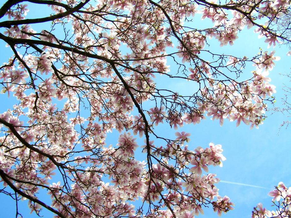 Blooming Tulip Tree Magnolia Blue