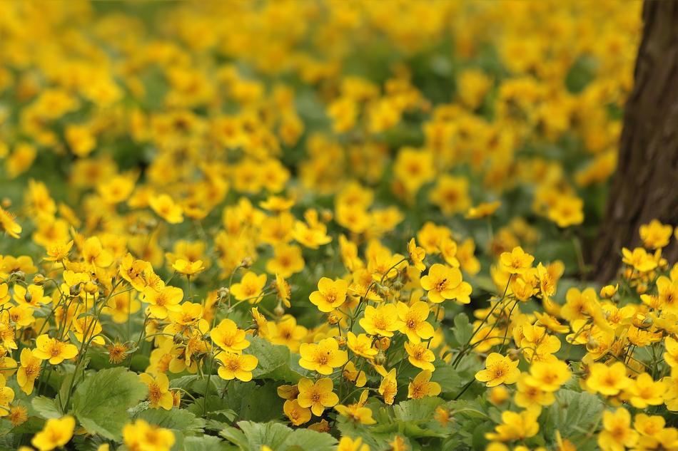 Flowers Buttercup Flower Meadow