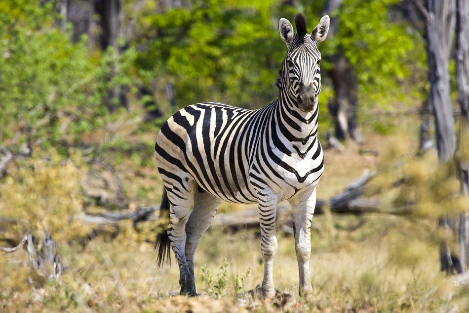 Zebra Africa Wildlife