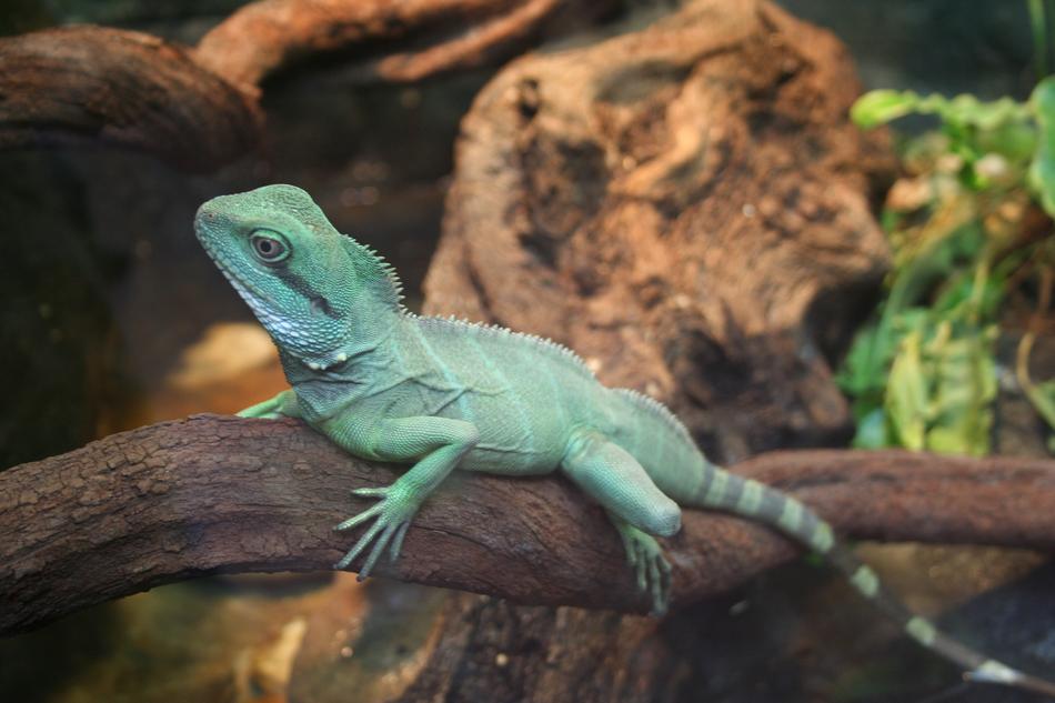 Lizard Reptile Bearded