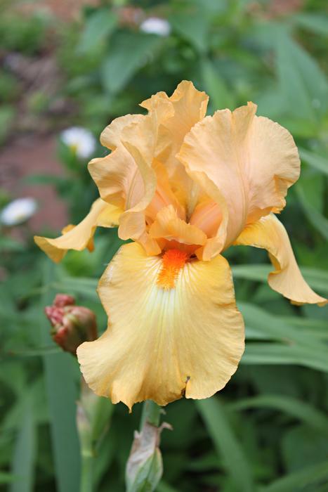 Iris Peach Blossom