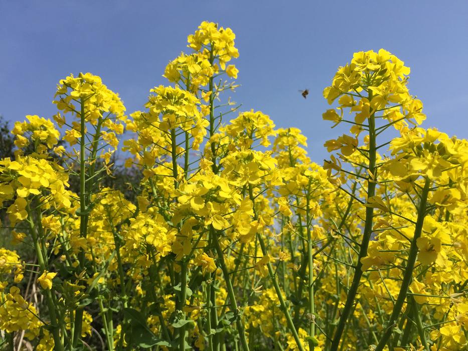 Rape Blossoms Spring Flowers