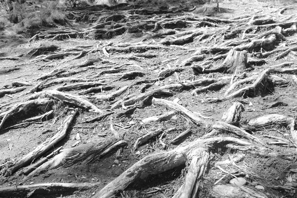 Dried tree roots in the ground