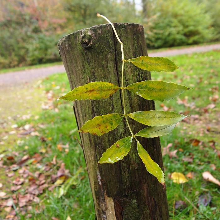 Autumn Sprig Pole
