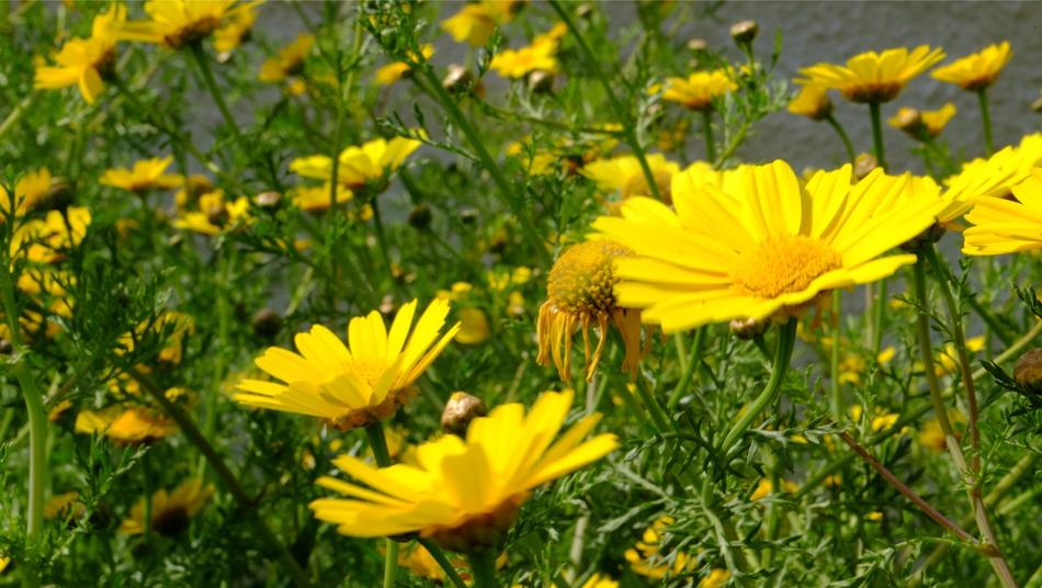 field strewn with yellow flowers