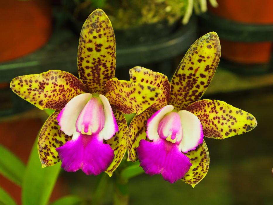 Guardian Liya Orchid