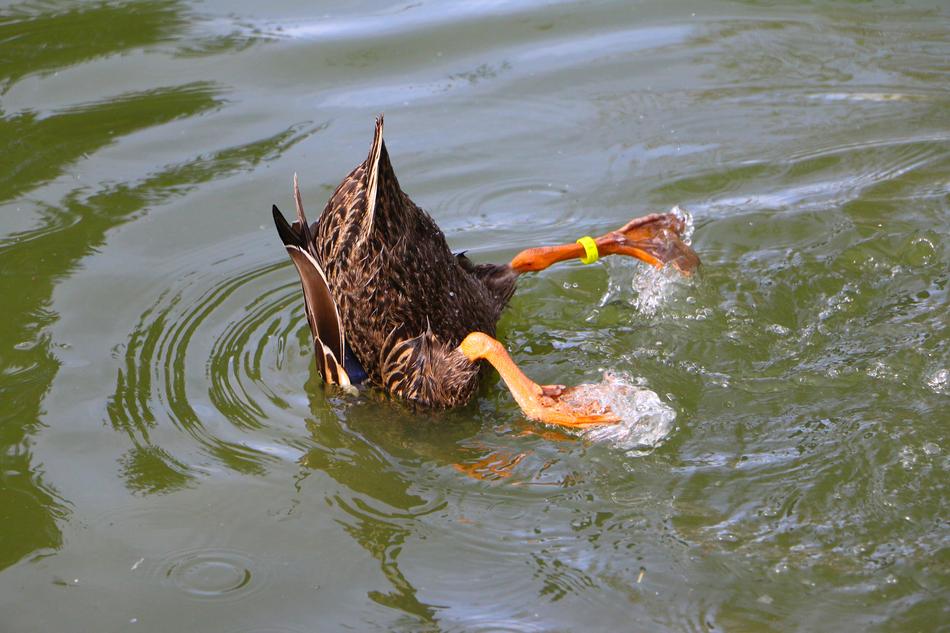 Pond Mallard Upside Down