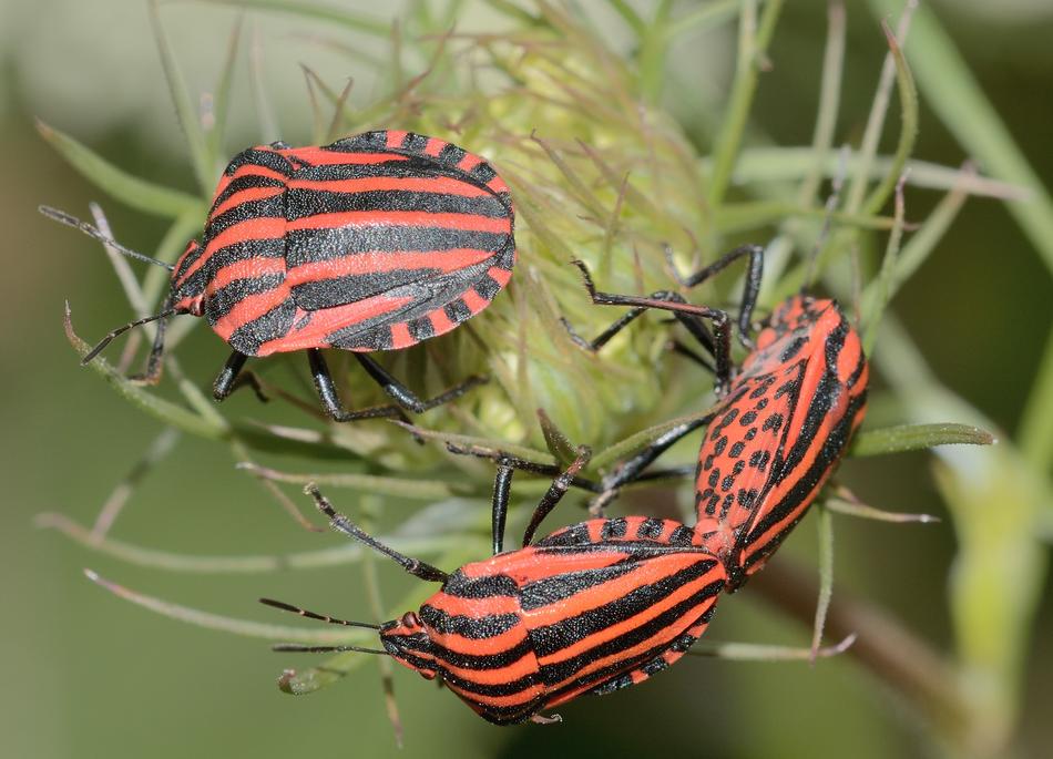 Hemiptera Bug Graphosoma