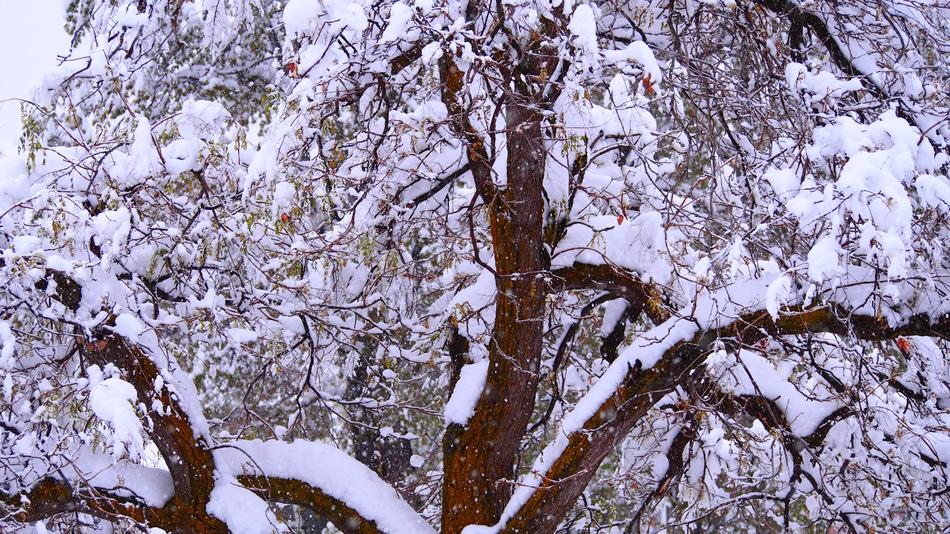 Tree Winter Snow