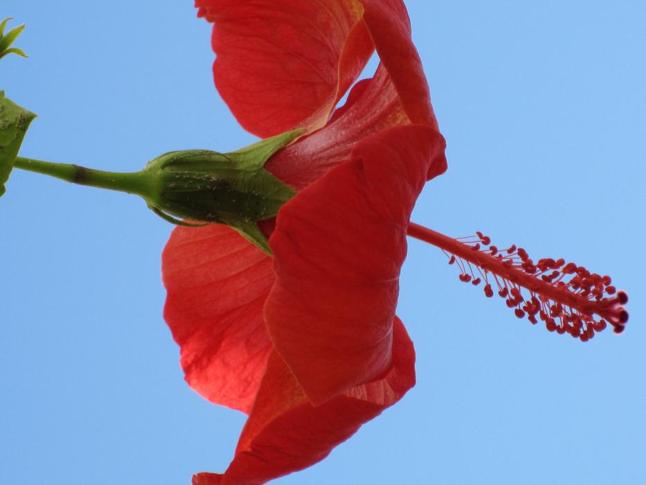 red Flower Tropics Hybiscus
