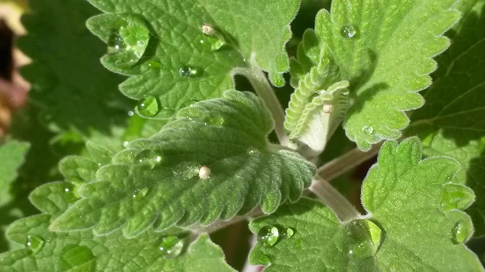 Catnip Water Drops Nepeta Cataria