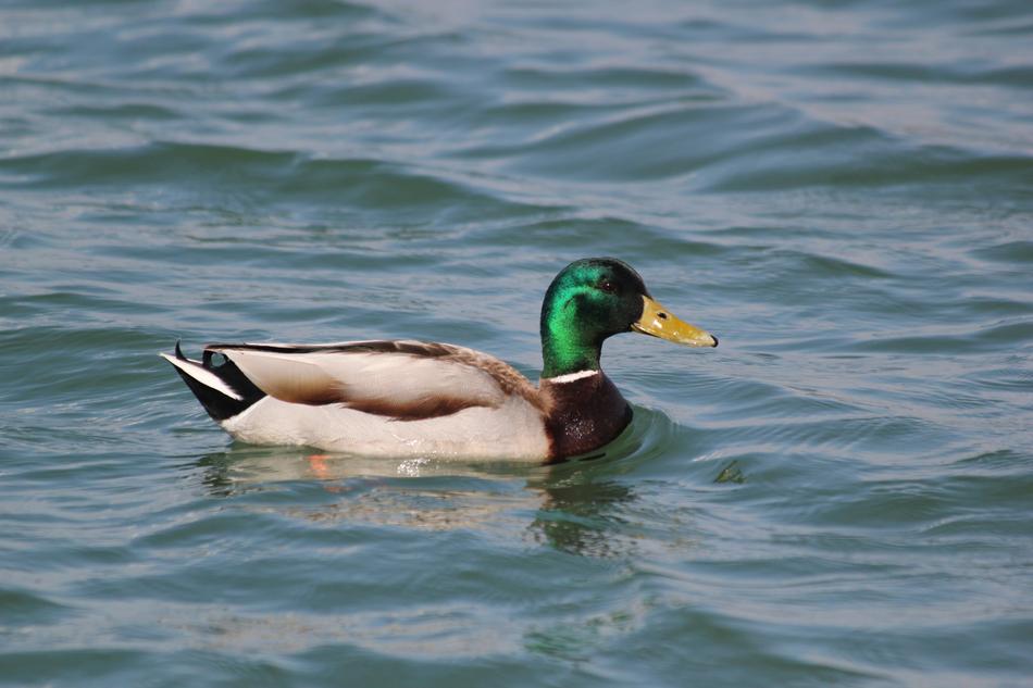 duck floating on a river