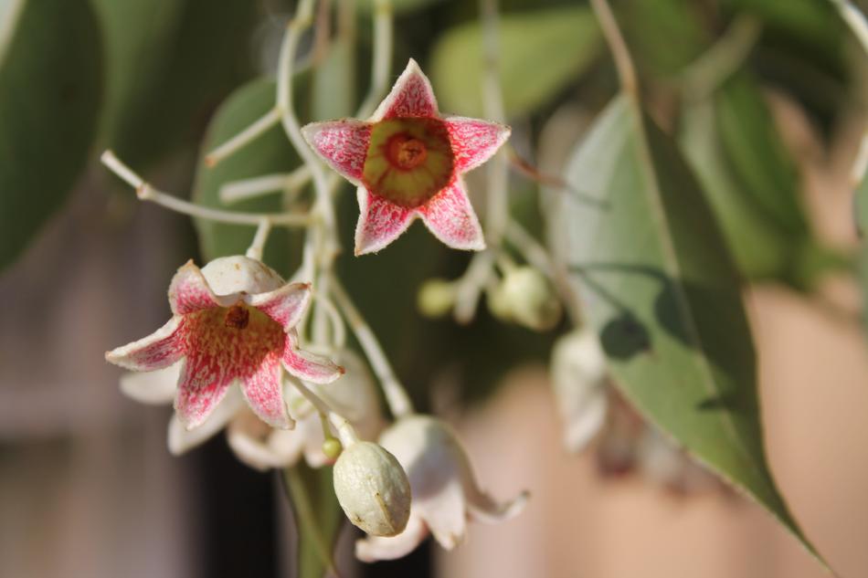 Brachychiton Populneus Bottle Tree