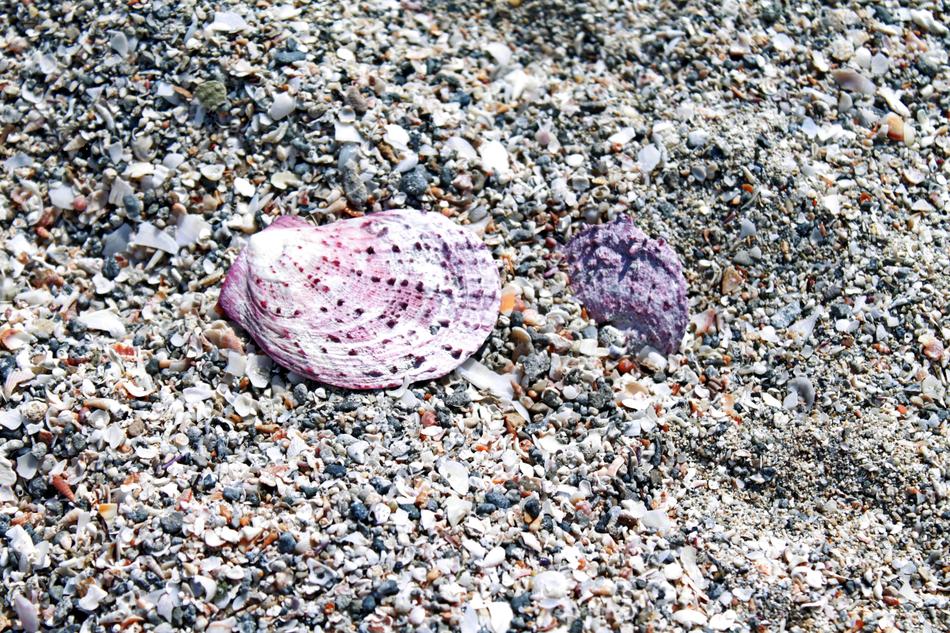 Shell Sand