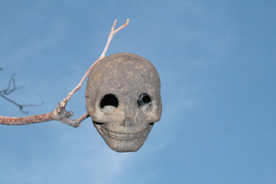 Skull The Horrors