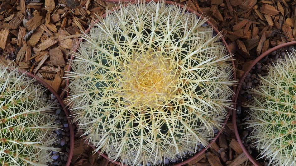 Cactus Landesgartenschau Landau