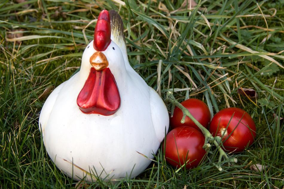 Chicken Tomatoes