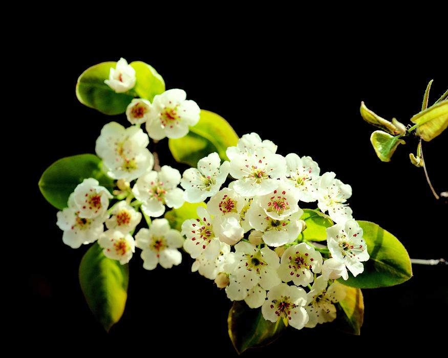 Spring Flowers
