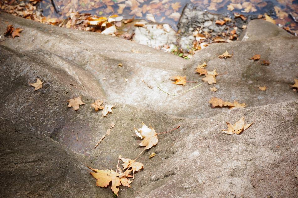 Defoliation Stone Golden
