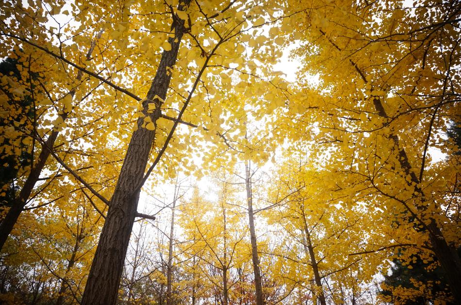 Golden Yellow Ginkgo Trees