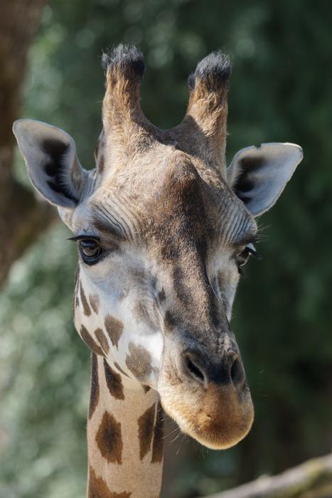 face of a cute giraffe