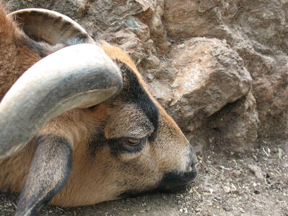 Baran Economy