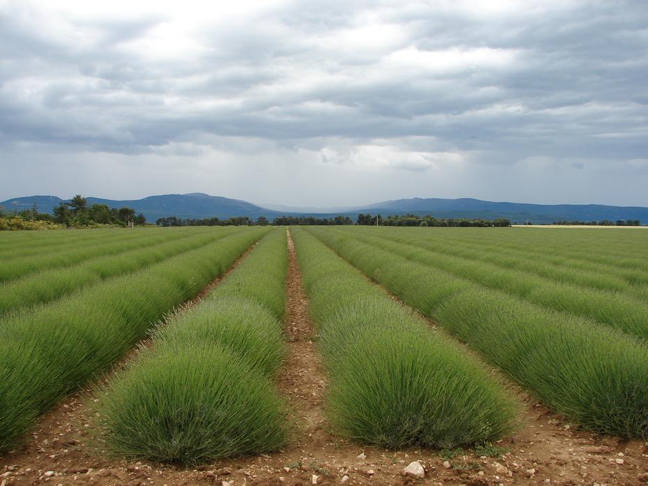 France Provence Lavender