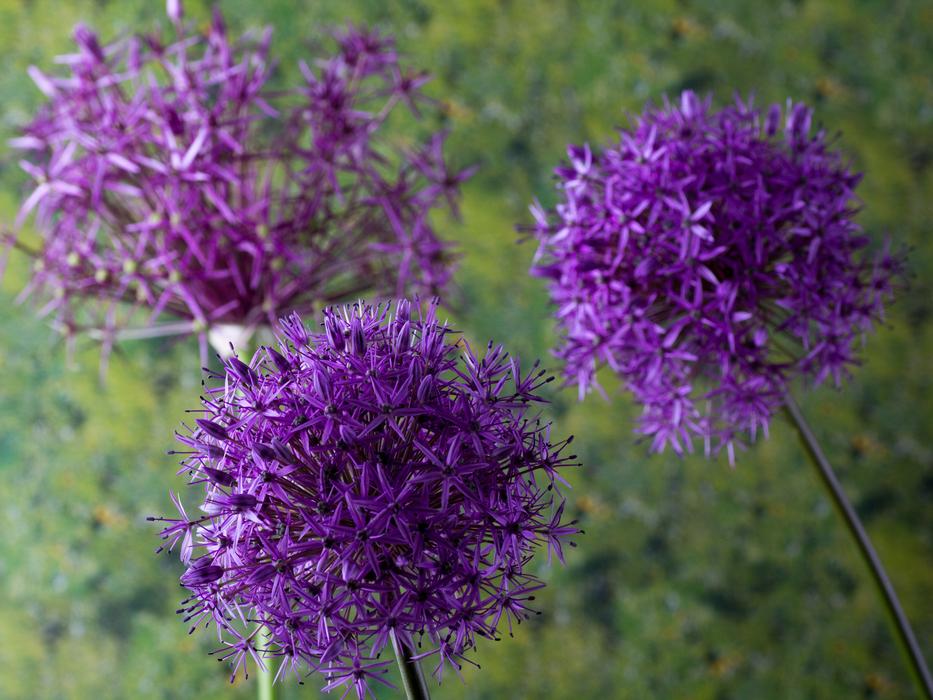 Zierknoblach Ornamental Onion