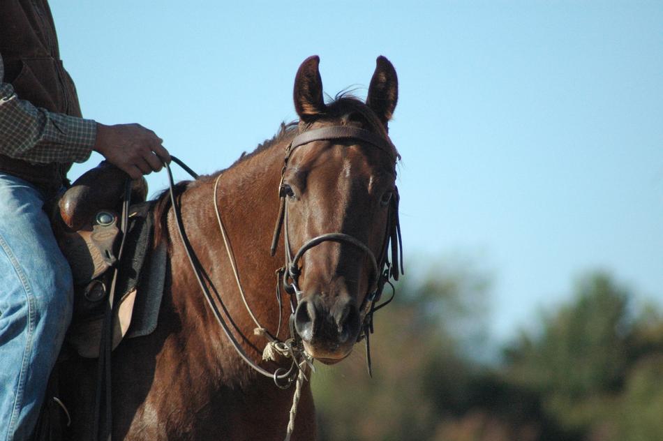 Horse Bridle Riding