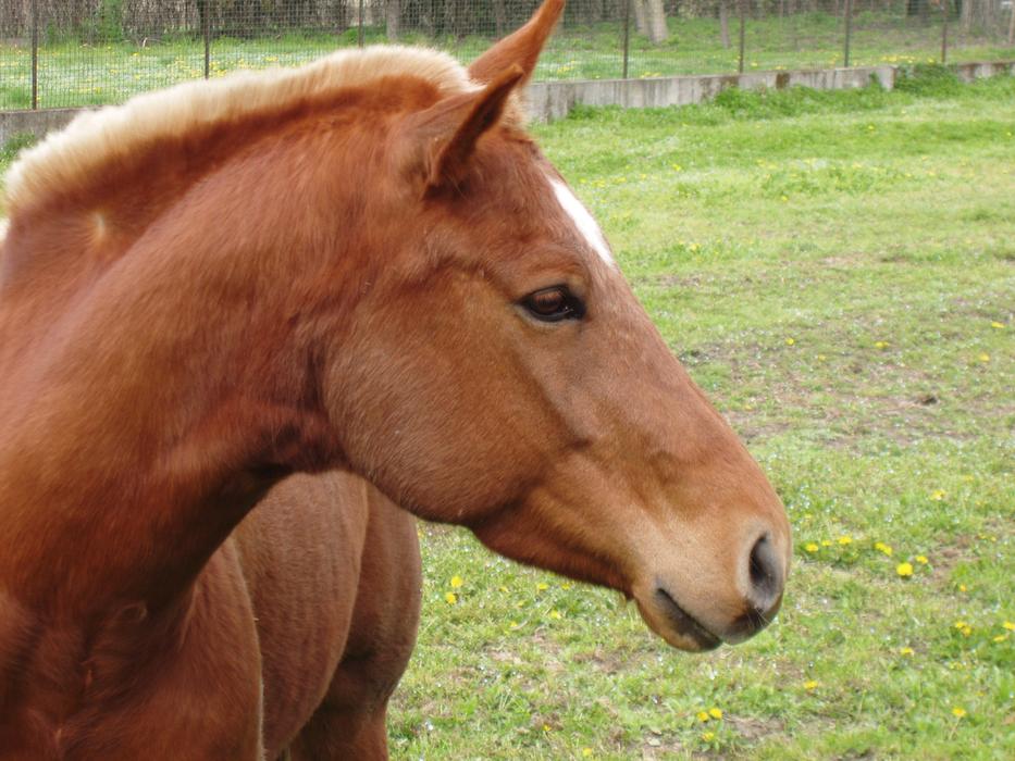 Horse Riding macro