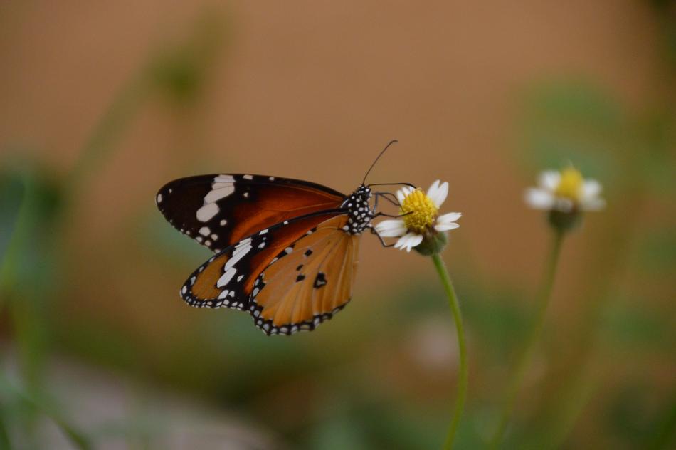 Butterfly On