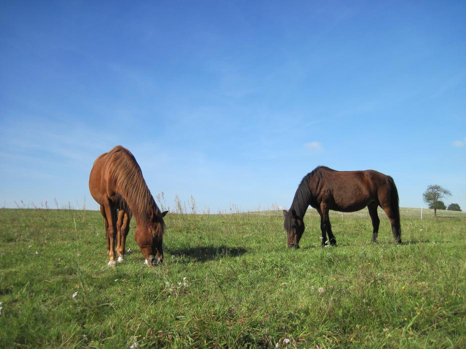 Ponies Graze Pasture