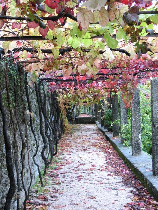 Grapes Loza