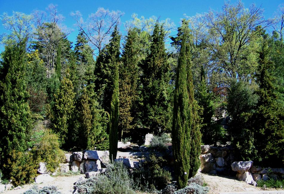 evergreen plants in the botanical garden