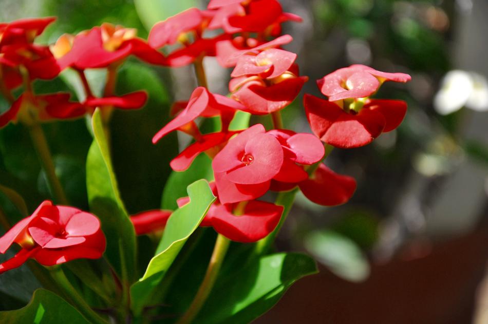 Spurge Red Spring