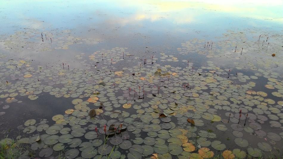Pond leaves water