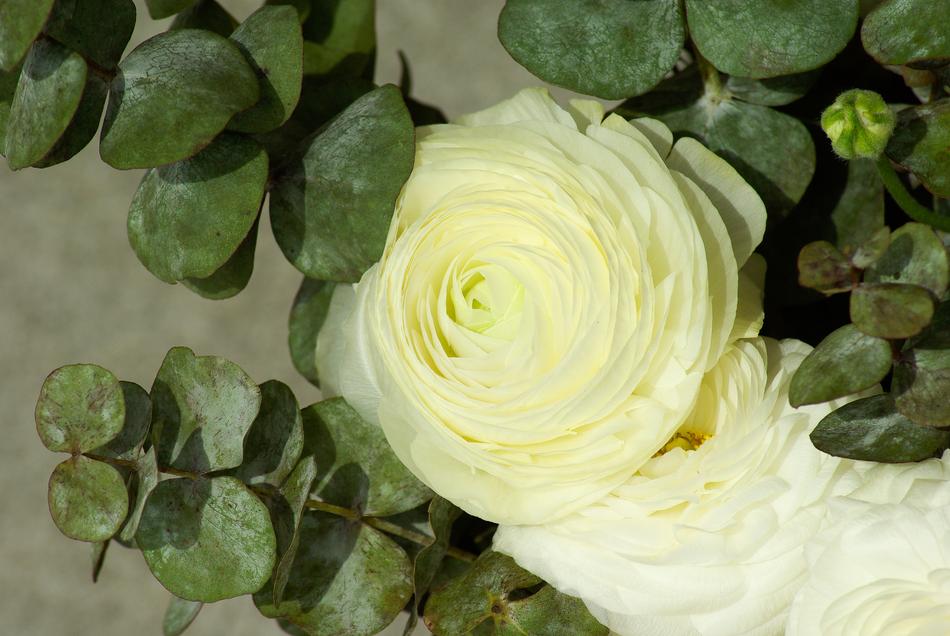 Flowers Buttercup Petals