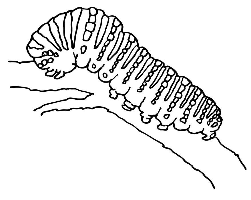 caterpillar butterfly stage