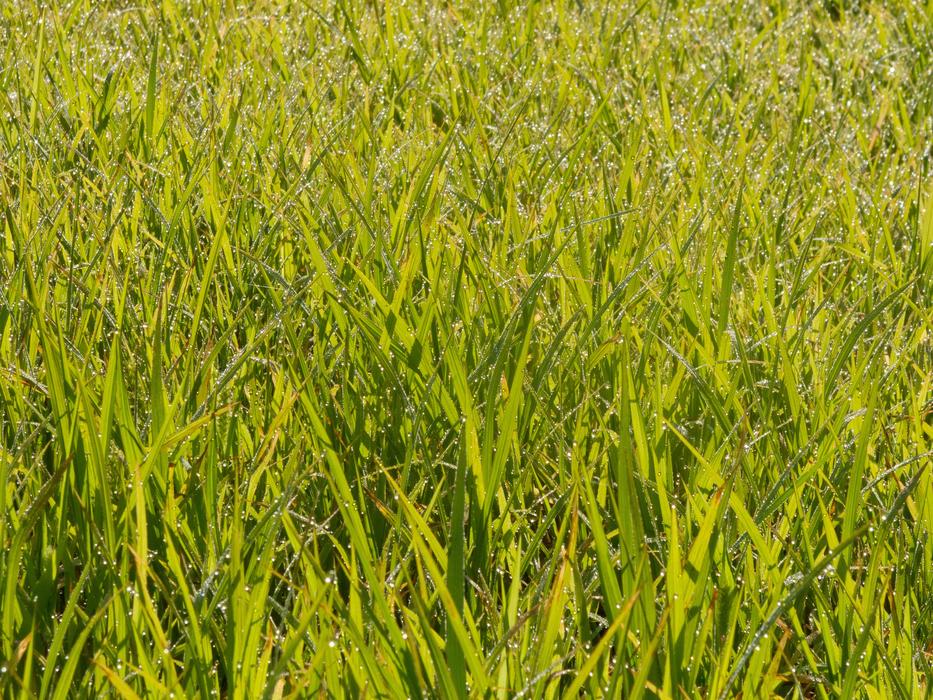 Green long grass in the field