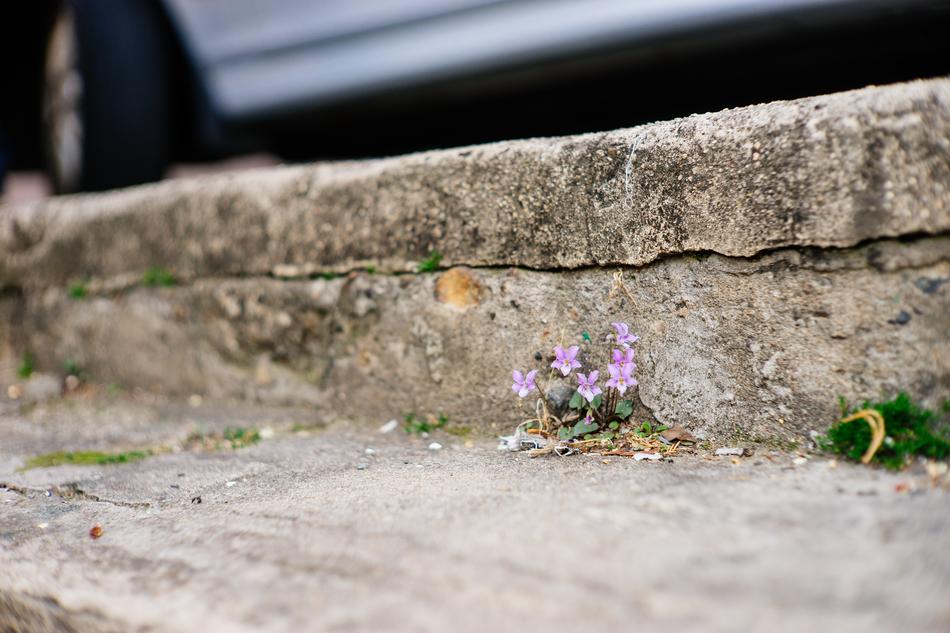 Flowers Violet