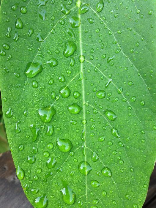 Leaf Green Drop Of Water