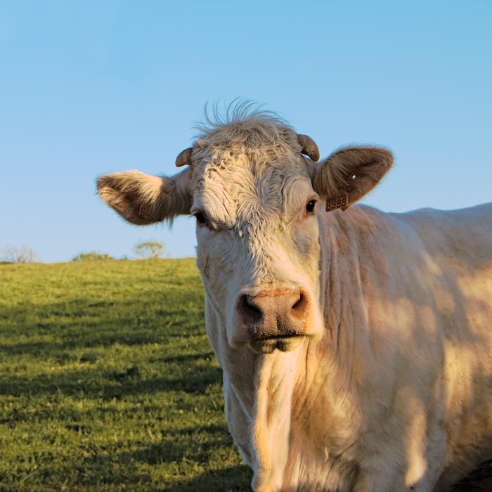 Cow White Sky